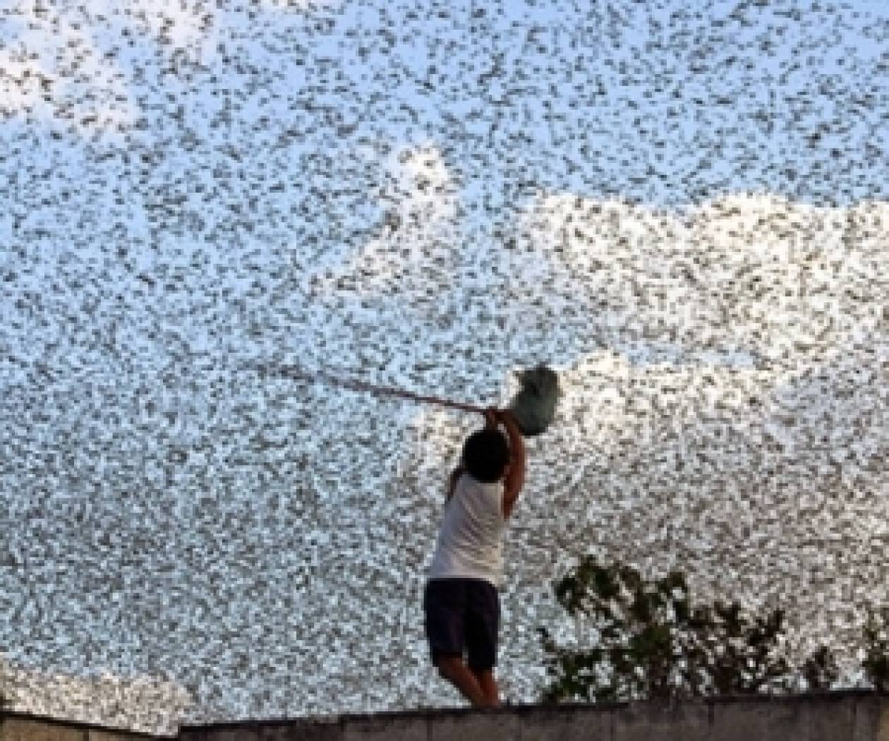 Υπάτη: Σμήνη από ακρίδες ρήμαξαν στρέμματα καλλιεργειών