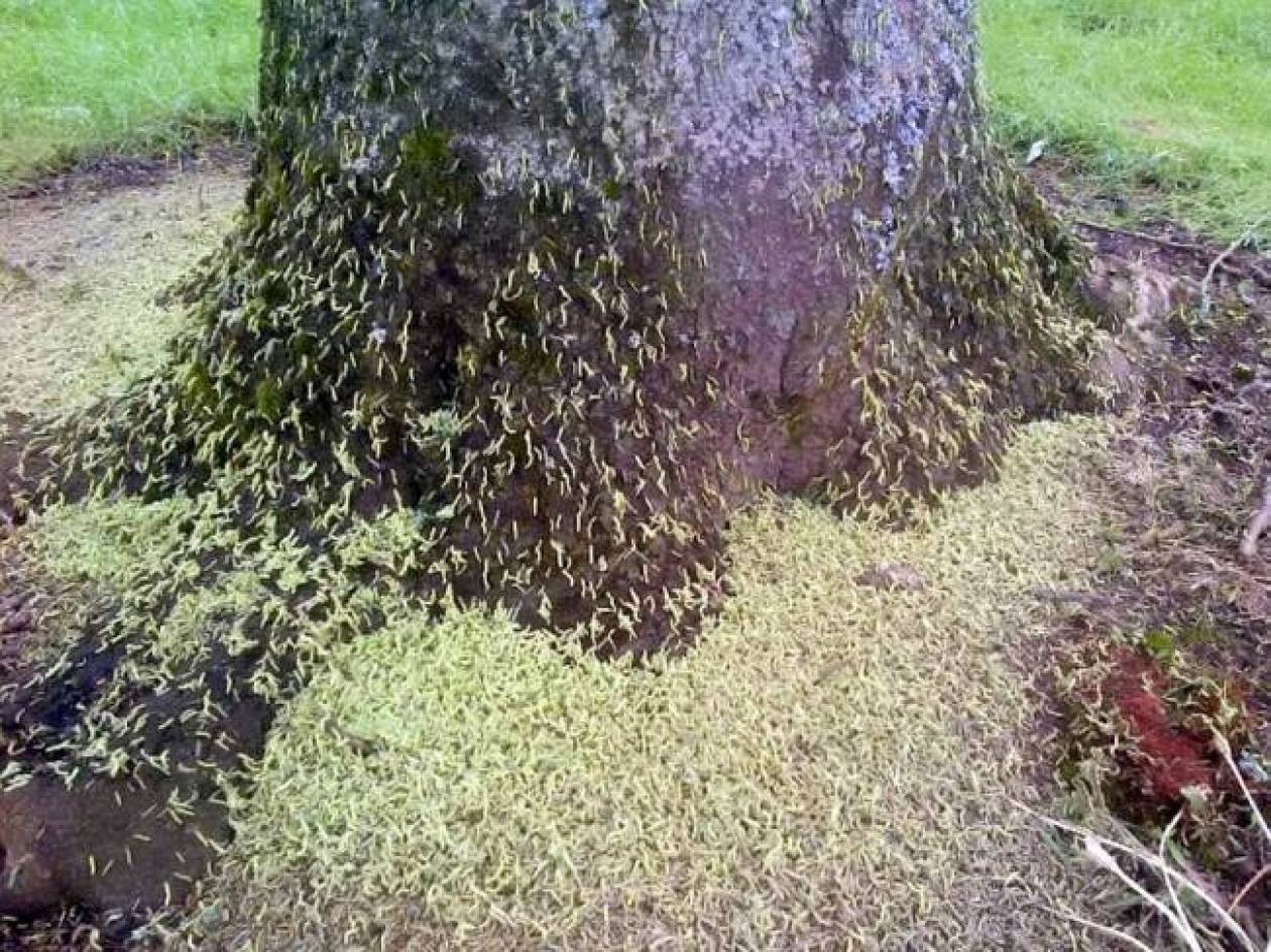 Βίντεο: Δείτε εκατομμύρια κάμπιες να «καταβροχθίζουν» ένα δέντρο!