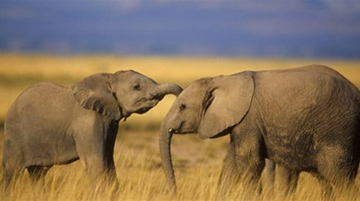 Αφρική: Πάνω από 20.000 ελέφαντες θύματα λαθροθηρίας