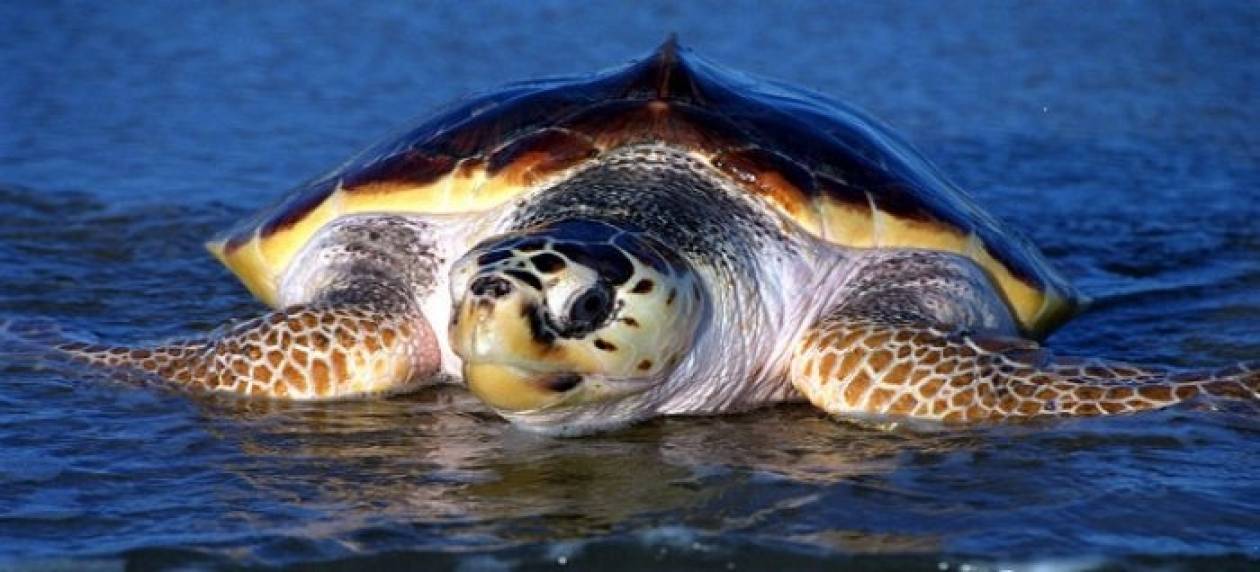 Θεσσαλονίκη: Νεκρή χελώνα Καρέτα Καρέτα ...ξέβρασε ο Θερμαϊκός