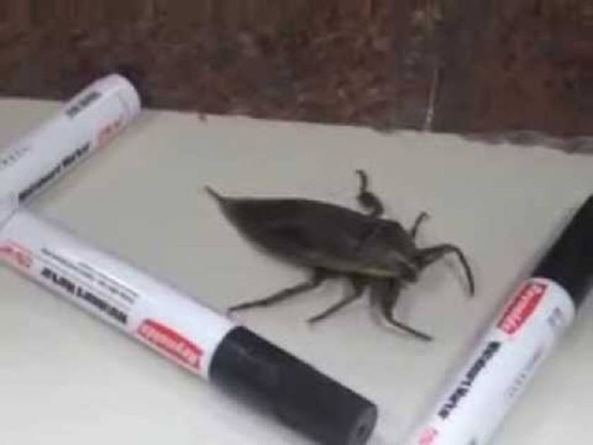 «Εγκλώβισαν» ένα τεράστιο έντομο με μαρκαδόρους για να το θαυμάσουν, αλλά… (Video)