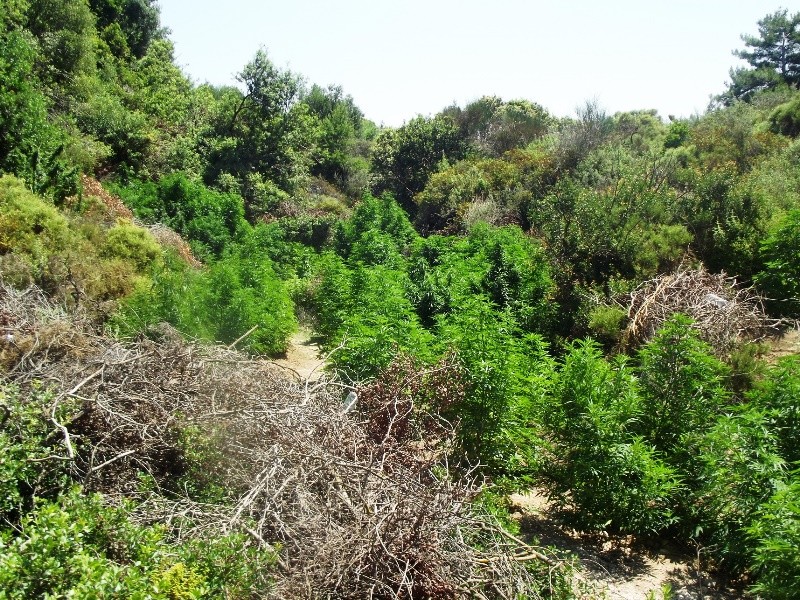Ρόδος: Εντοπίστηκε φυτεία με 385 δενδρύλλια κάνναβης (pics)