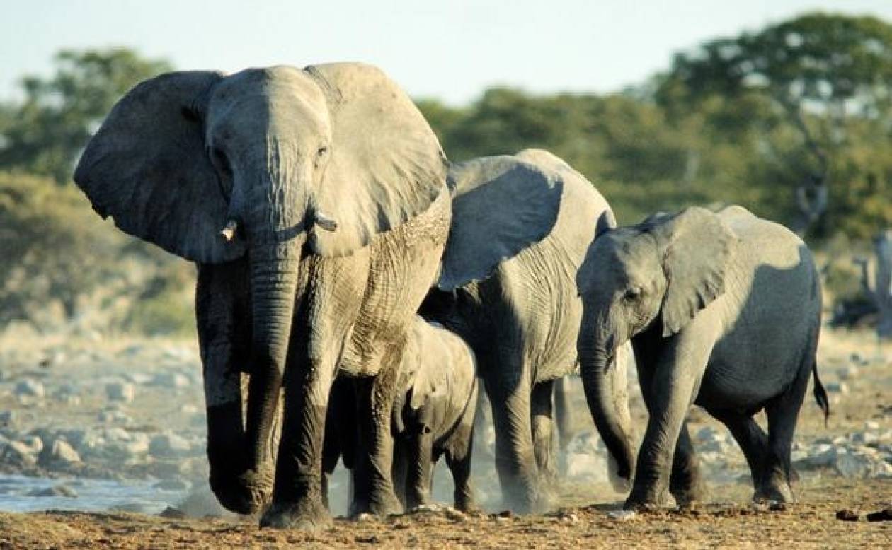 Νεκρός από βέλη λαθροκυνηγών ο διάσημος ελέφαντας της Αφρικής, Satao!