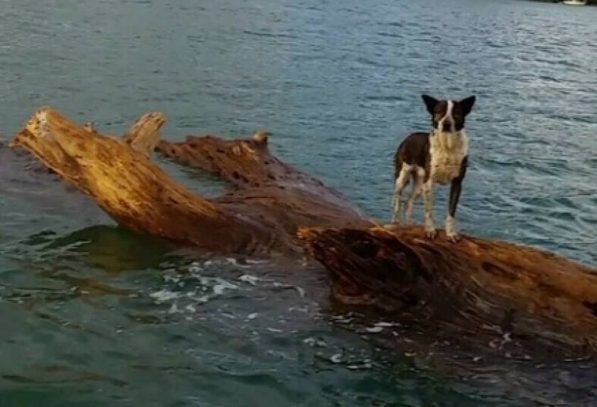 Η απίστευτη διάσωση ενός σκύλου... ναυαγού! (pics)