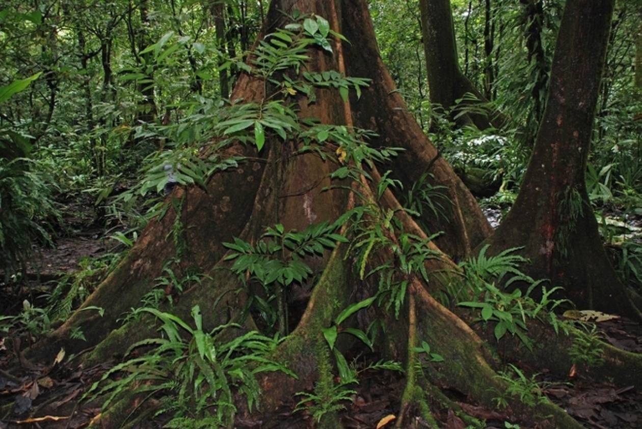 Μικρονησία: Το δάσος Κα