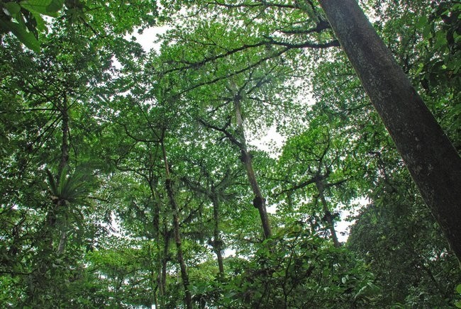 Μικρονησία: Το δάσος Κα 