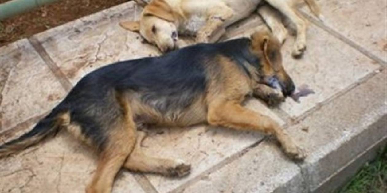 Καβάλα: Φόλες στην Χρυσούπολη, άρχισαν εμβολιασμοί σκυλιών για μόρβα