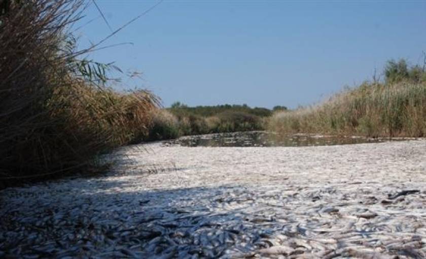 Δράμα: Οικολογική καταστροφή με χιλιάδες νεκρά ψάρια στον Καλαμώνα