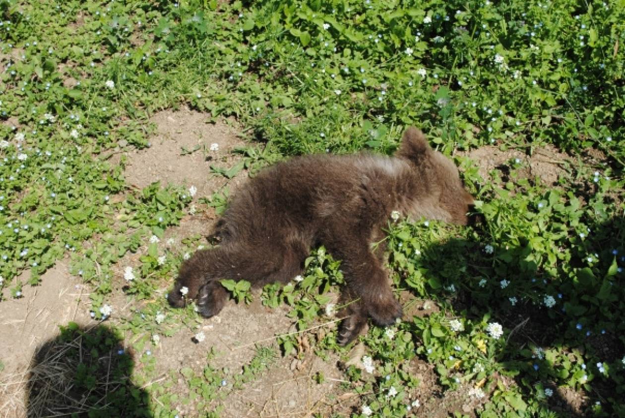 Ιωάννινα: Νεκρό από ασιτία αρκουδάκι 4 μηνών