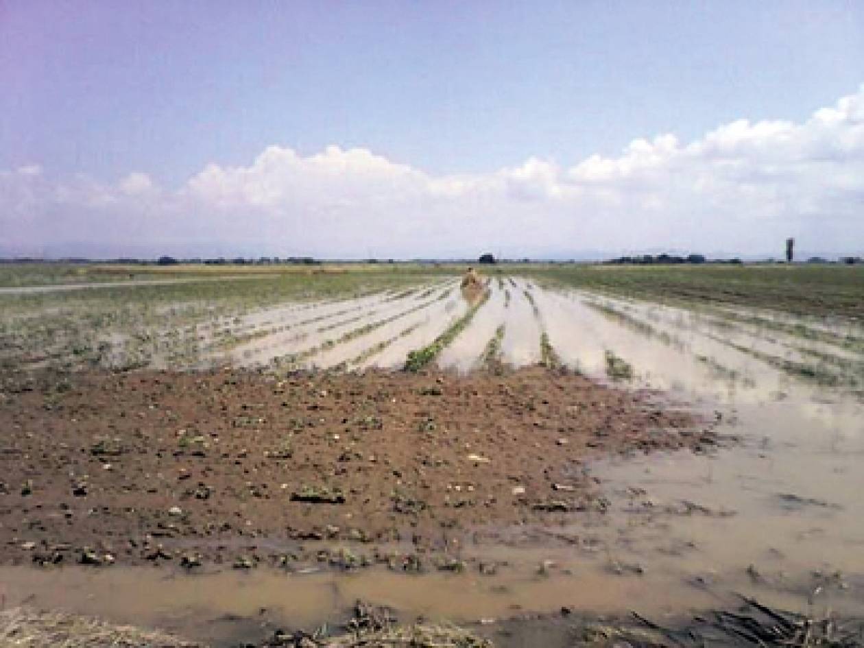 Ροδόπη: Πλημμύρισαν καλλιέργειες με βαμβάκι και μπάμιες στον κάμπο από τη νεροποντή