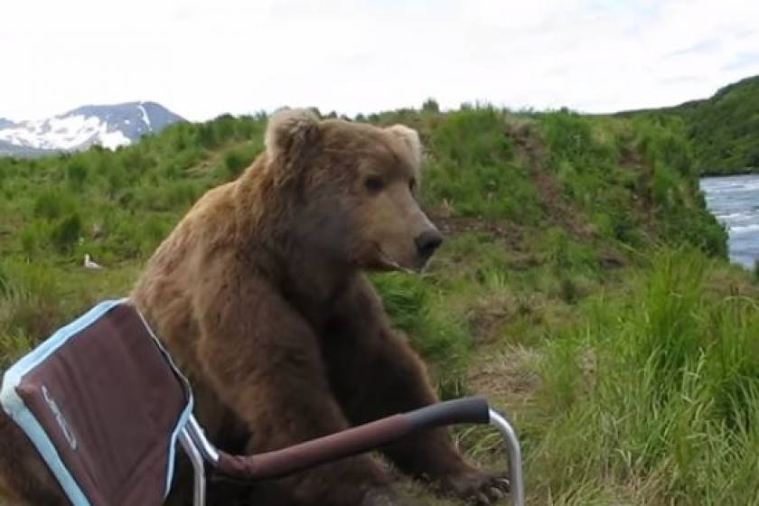 Φωτογράφος «αράζει» μαζί με μια καφέ αρκούδα! (vid)