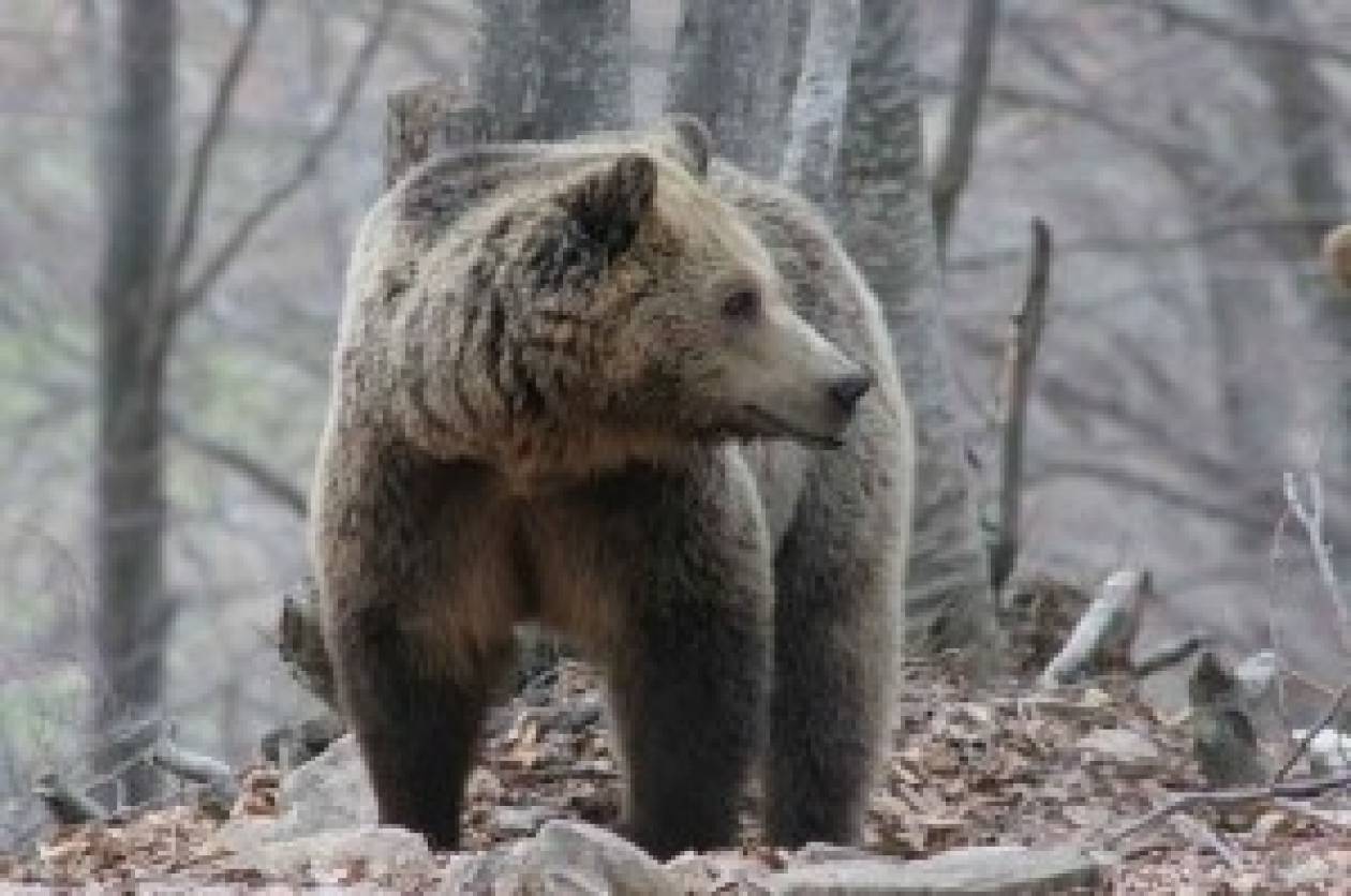 Πτολεμαϊδα: Αρκούδα μπήκε σε κτήμα και τα έκανε… λίμπα