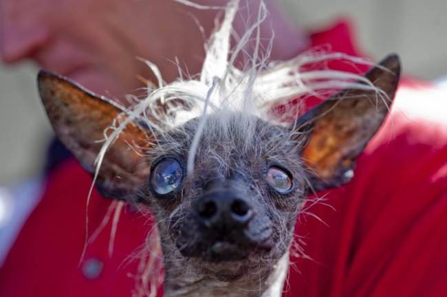 Καλιφόρνια: Οι πιο άσχημοι σκύλοι της χρονιάς! (photos)