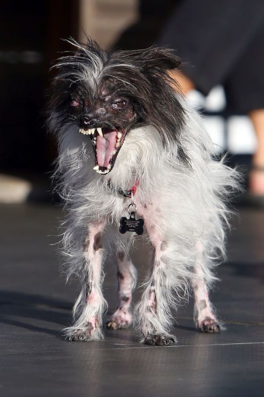 Καλιφόρνια: Οι πιο άσχημοι σκύλοι της χρονιάς! (photos)