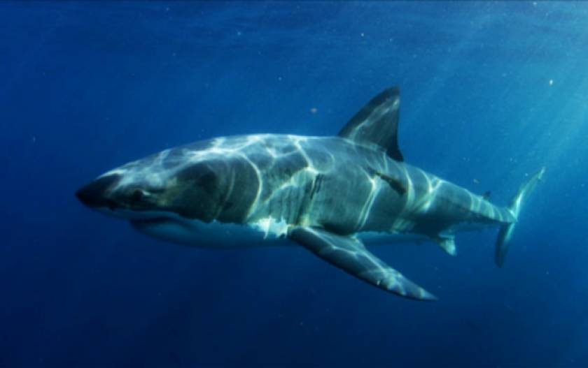 Βίντεο: Βρέθηκε το... τέρας που κατασπάραξε τεράστιο λευκό καρχαρία