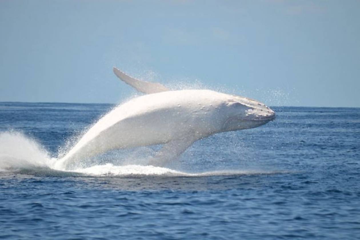 Εντόπισαν την σπάνια φάλαινα αλμπίνο (photos+video)