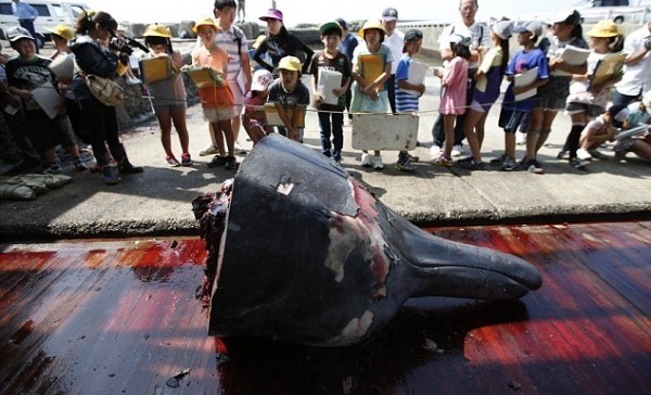 Σκληρές εικόνες: Κατακρεούργησαν φάλαινες σε μαθητική εκδρομή και...