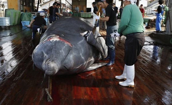 Σκληρές εικόνες: Κατακρεούργησαν φάλαινες σε μαθητική εκδρομή και...