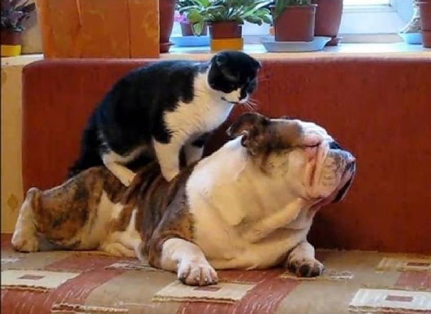 Γάτες κάνουν μασάζ σε σκύλους (Video)