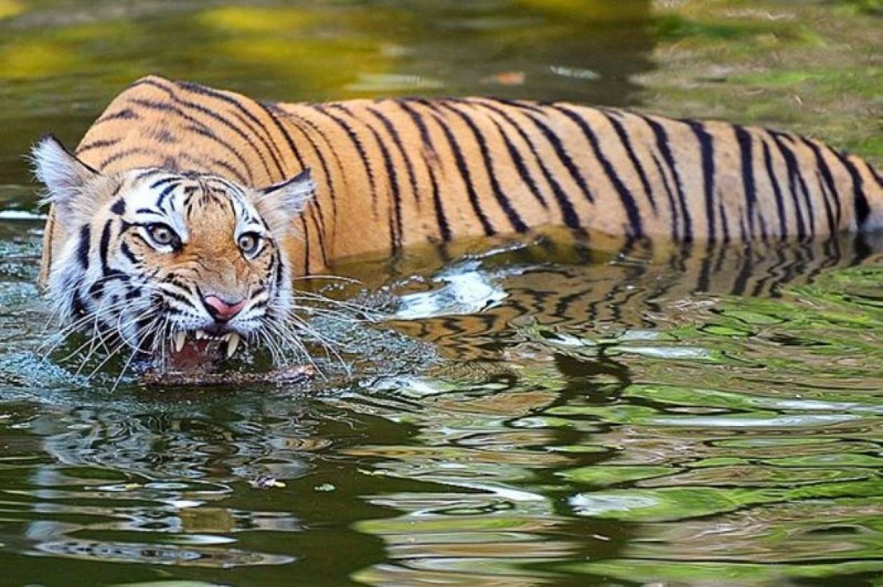 Ινδία: Τίγρης έσυρε στη ζούγκλα ψαρά, μέσα από τη βάρκα του!