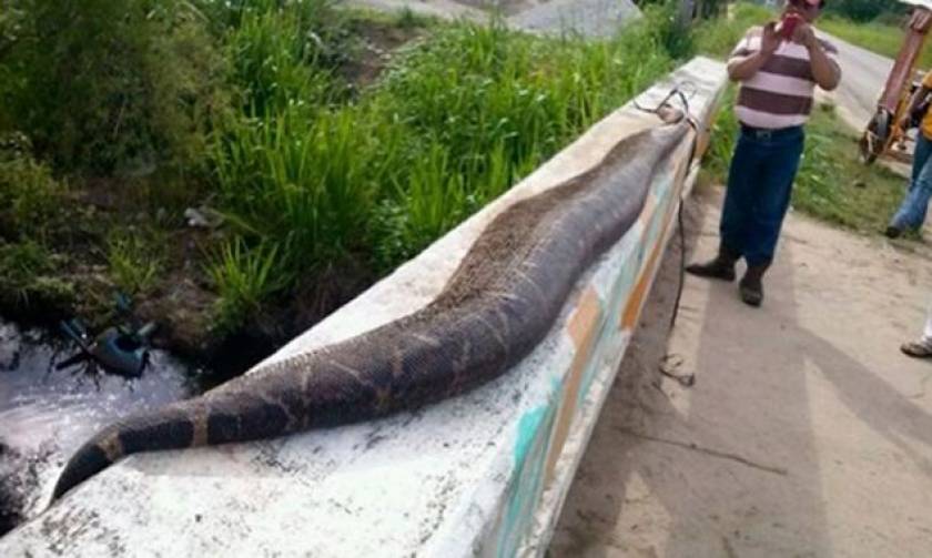 Σκότωσαν φίδι-τέρας μήκους 7,5 μέτρων!