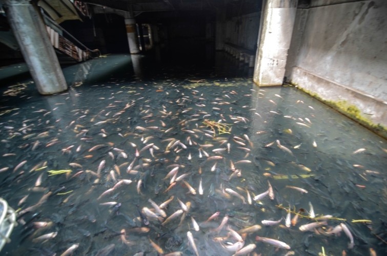 Ψάρια κατέλαβαν εγκαταλελειμμένο εμπορικό (pics)