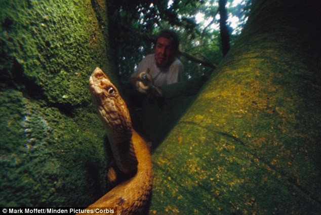 Σε αυτό το νησί ζει απομονωμένο το πιο επικίνδυνο φίδι του πλανήτη