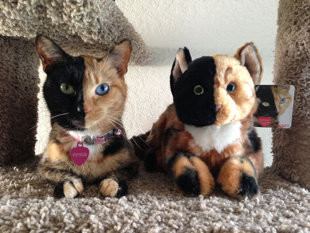 Δείτε την γάτα με τα δύο πρόσωπα! (photos + video)