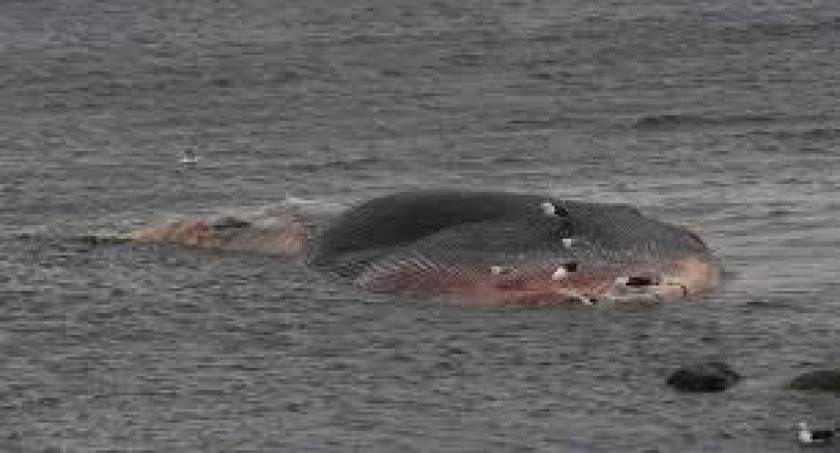 Απίστευτο βίντεο! Φάλαινα αναποδογυρίζει σκάφος (βίντεο)