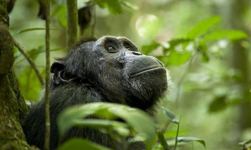 Οι χειρονομίες των χιμπατζήδων «μεταφράζονται» για πρώτη φορά