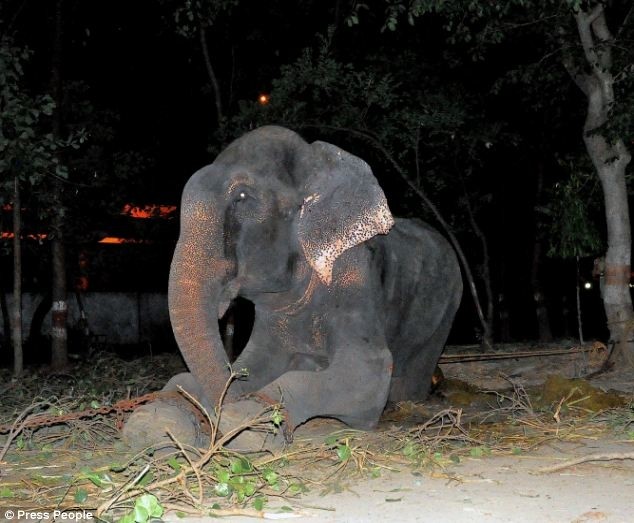 Απίστευτο! Ελέφαντας κλαίει με λυγμούς αφού ελευθερώθηκε! (pics+video)