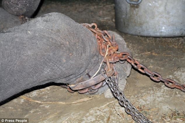 Απίστευτο! Ελέφαντας κλαίει με λυγμούς αφού ελευθερώθηκε! (pics+video)