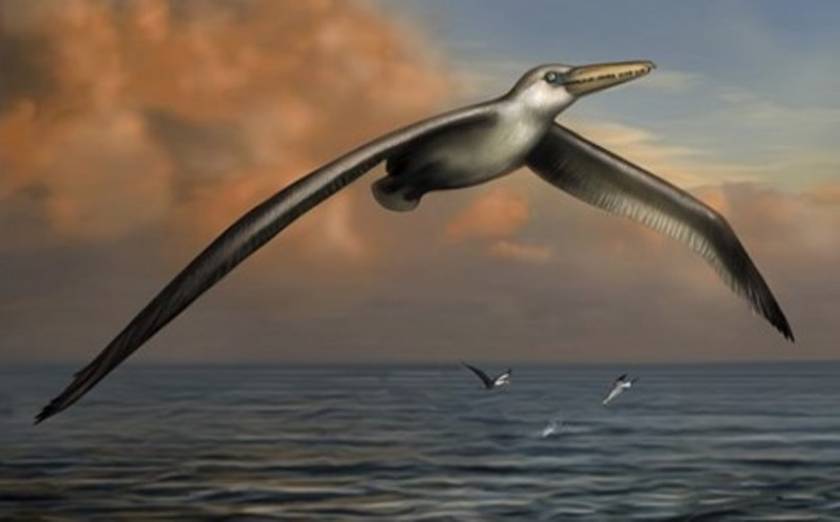 Ανακαλύφθηκε το μεγαλύτερο πουλί της Γης!