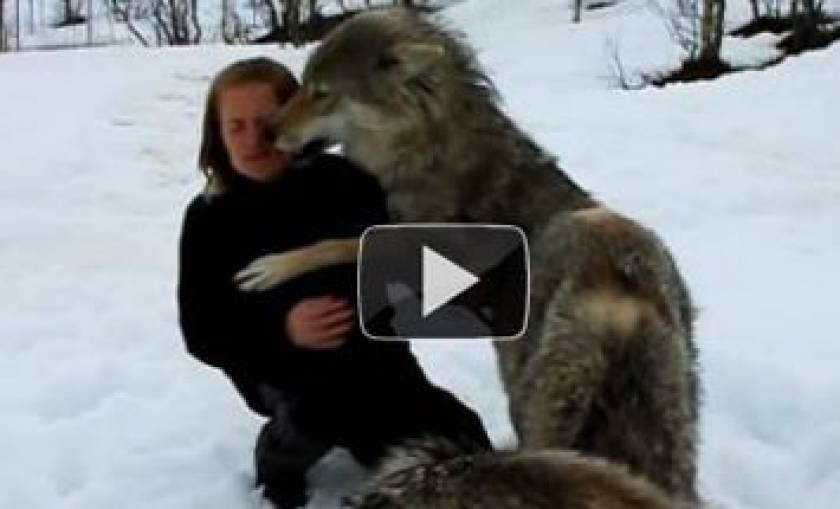 Αγέλη λύκων συναντάει μετά από μήνες την εκπαιδεύτρια τους (Video)