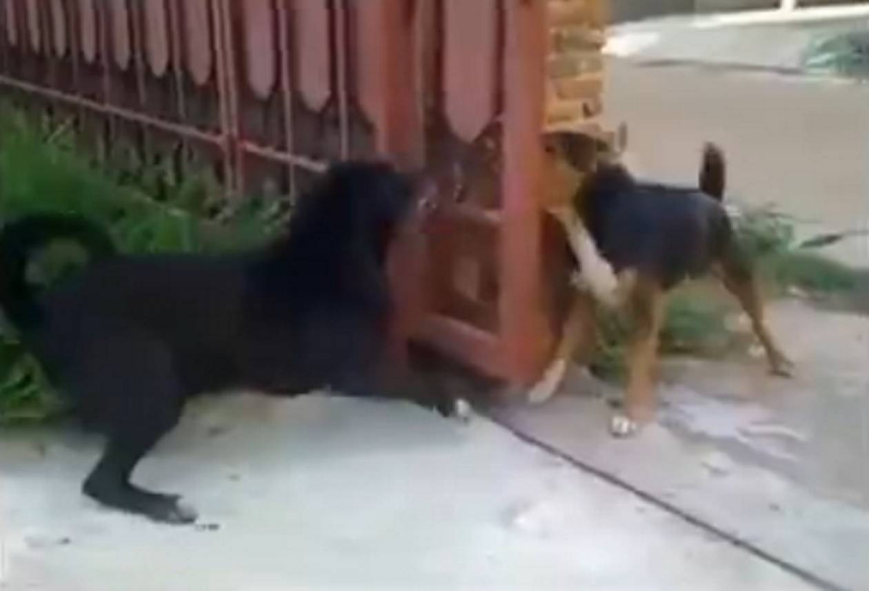 Απλά δύο σκύλοι γαβγίζουν σε μία πόρτα! (video)