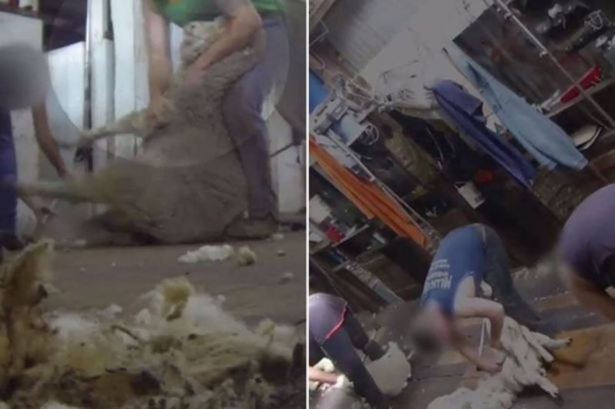 Σοκαριστικό βίντεο: Κτηνώδες κούρεμα προβάτων σε ΗΠΑ και Αυστραλία