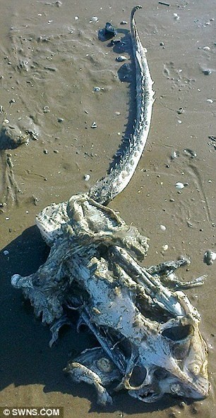 Θαλάσσιο τέρας ξεβράστηκε σε παραλία (pics)