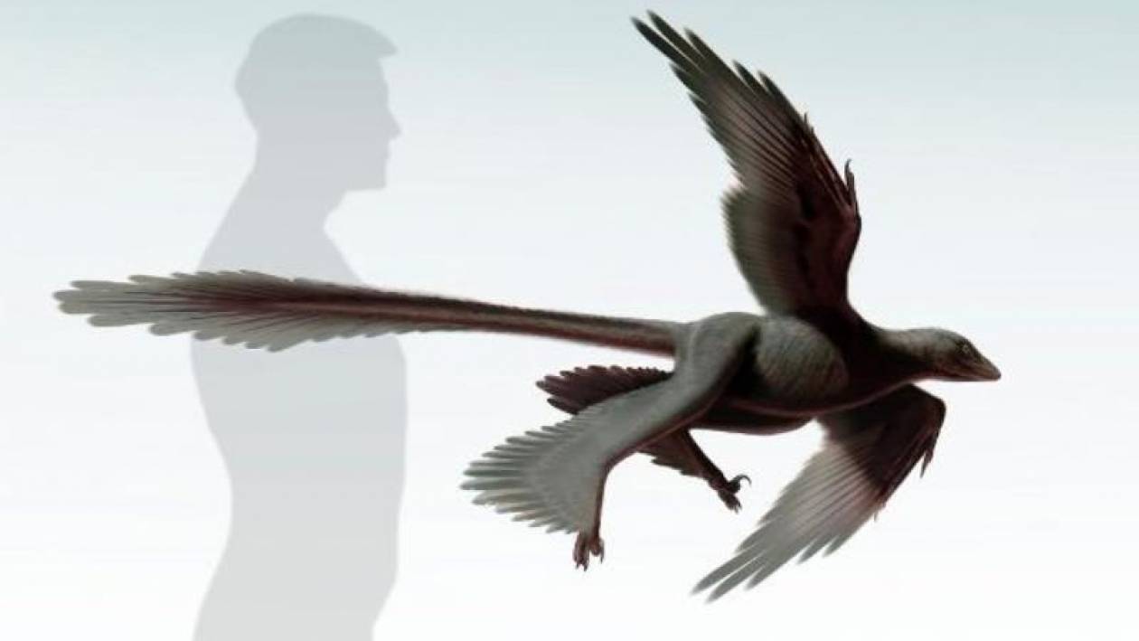 Ανακαλύφθηκε νέο είδος φτερωτού δεινόσαυρου στην Κίνα