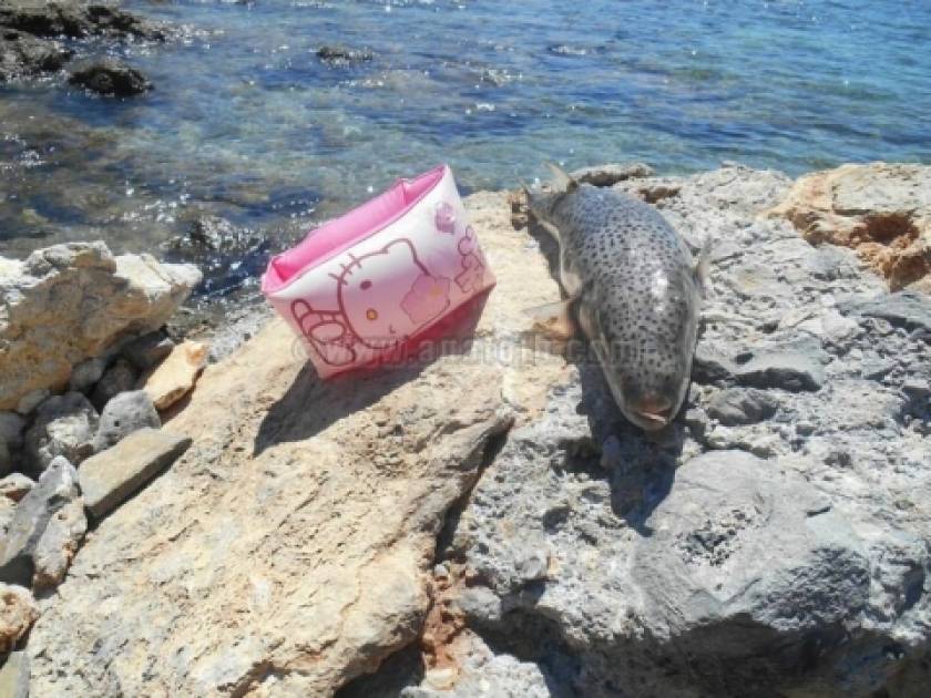 Κρήτη: Παιδιά εντόπισαν λαγόψαρο στην παραλία της Αμμουδάρας