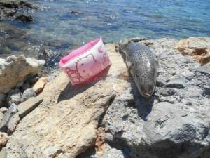 Κρήτη: Παιδιά εντόπισαν λαγόψαρο στην παραλία της Αμμουδάρας