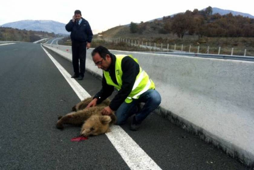Εγνατία Οδός: Τροχαίο ατύχημα με θύμα αρκούδα