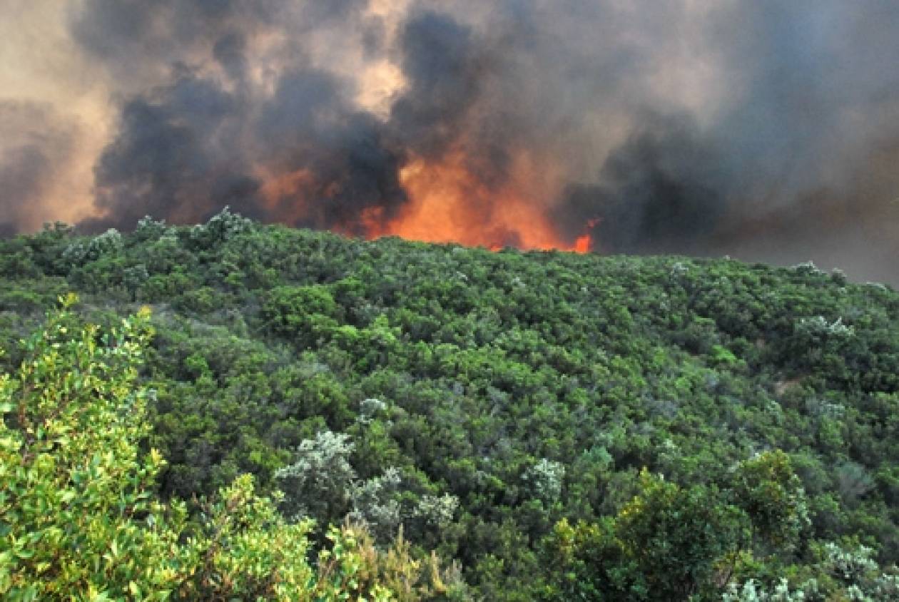 Χαλκιδική: Υπό μερικό έλεγχο η πυρκαγιά στο Άγιο Όρος