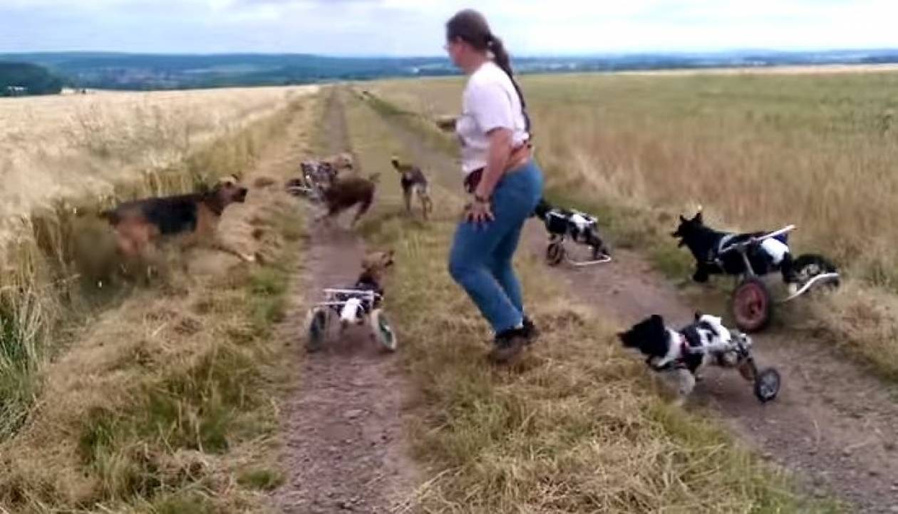 Σκυλιά με ειδικές ανάγκες παίζουν σε χωράφι (vid)