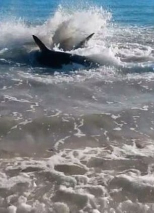 Λευκός καρχαρίας πνίγεται και πεθαίνει σε ακτή! (pics+video)