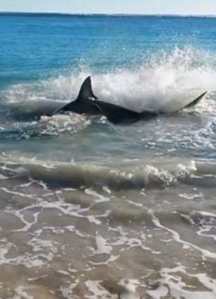 Λευκός καρχαρίας πνίγεται και πεθαίνει σε ακτή! (pics+video)