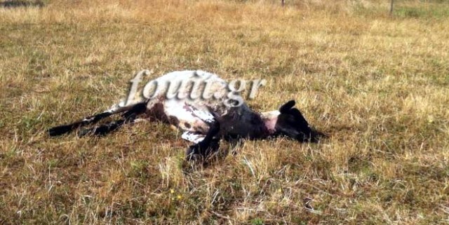 Επίθεση αγέλης λύκων σε στάνη στην Καστοριά
