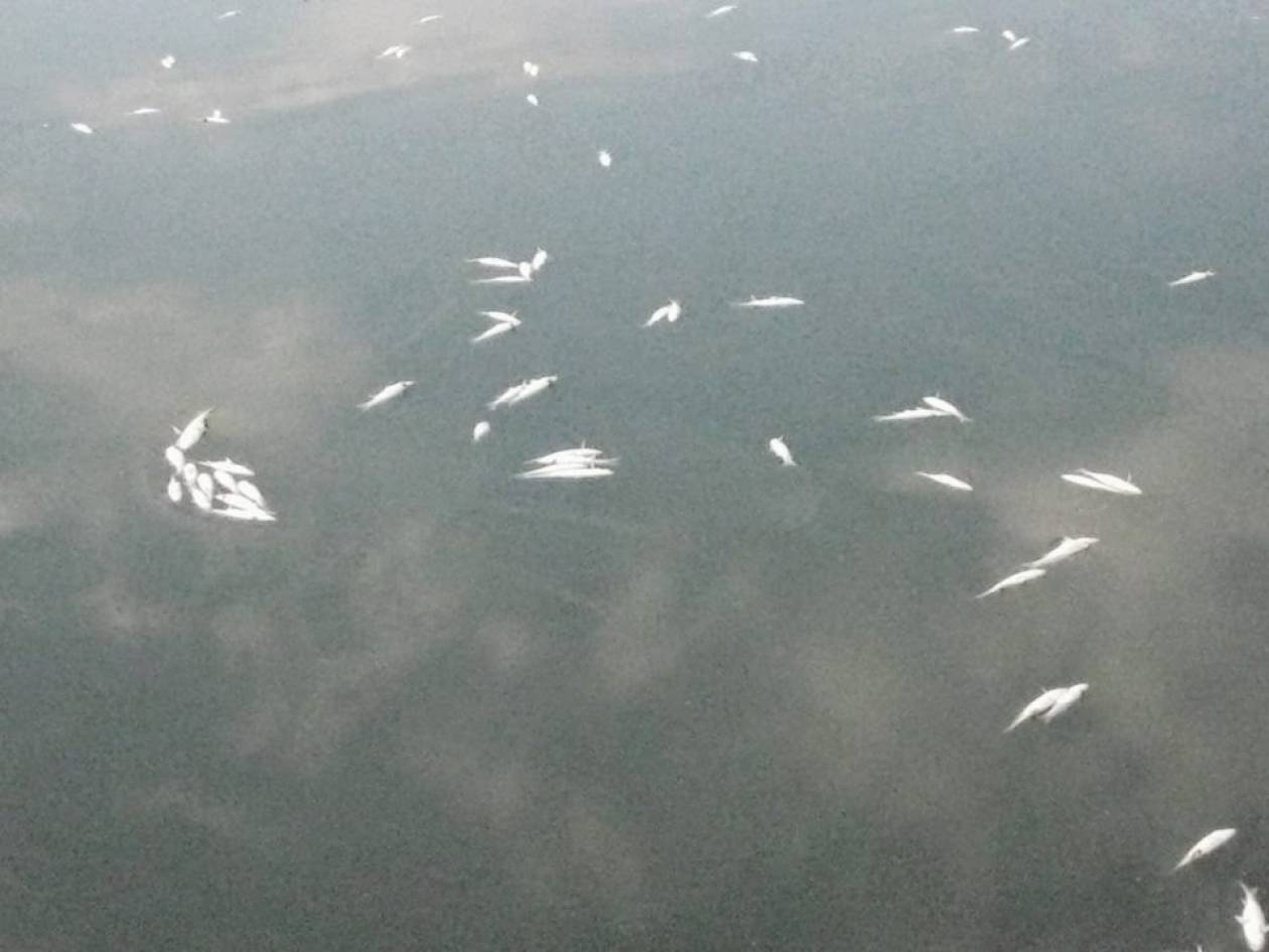 Δεκάδες νεκρά ψάρια στη λίμνη Βιστωνίδα