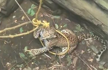 Ινδία: Συγκλονιστική διάσωση λεοπάρδαλης από πηγάδι! (video+photos) 