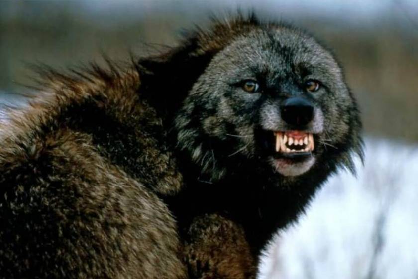 Λύκος έφαγε το στόμα Κινέζου! (σκληρές εικόνες)