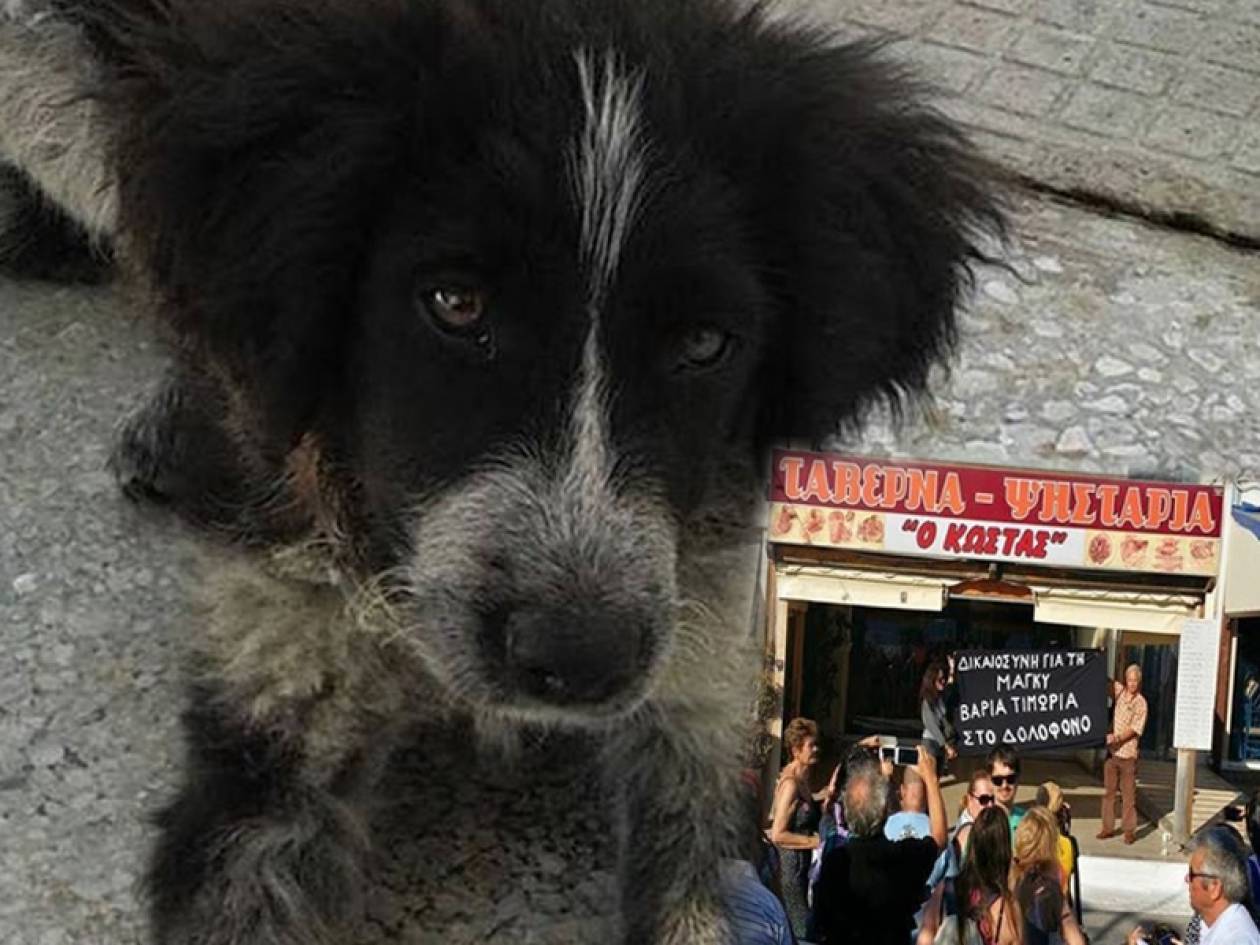 Η Μάγκυ έγινε «μάρτυρας» - Οργή για τη δολοφονία της σκυλίτσας στην Εύβοια